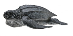 Havslädersköldpadda 8 cm (Collecta)