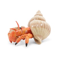 Eremitkrabba 6 cm (Papo)