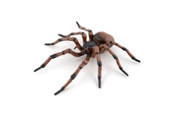 Husspindel 6 cm (Papo)