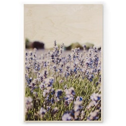 Lavendel