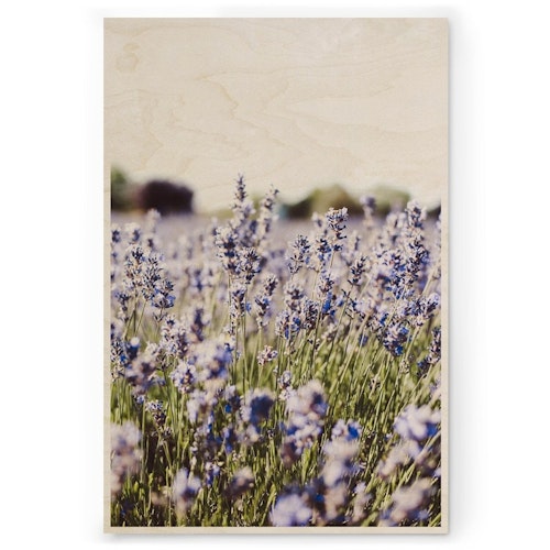 Lavendel