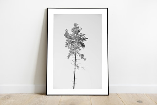 Pine Tree - Poster i svartvitt