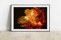 Papegojtulpan Print