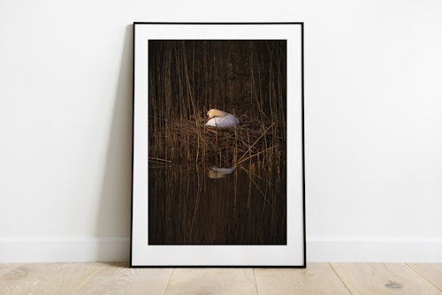 Mamma Svan Print