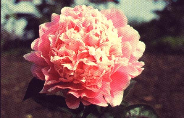P. lactifl. Pink Parfait