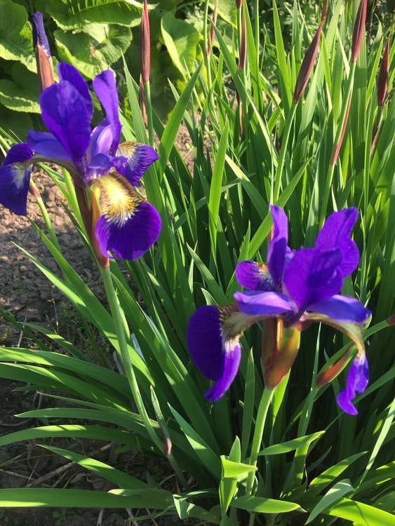 Iris. hyb. Sibirica Blå - Pionbutiken