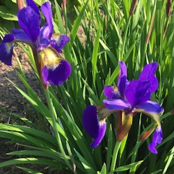 Iris. hyb. Sibirica Blå