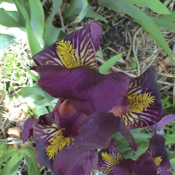 Iris. hyb. (81125) Mörkt blåviolett