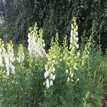 Aconitum Vit stormhatt