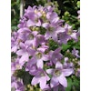 Campanula lact. Loden Ann