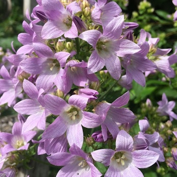 Campanula lact. Loden Ann