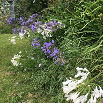 Vinterhärdig Agapanthus vit