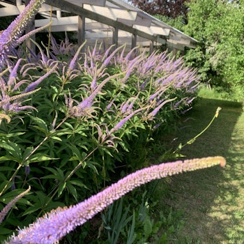 Veronicastrum. Tidig blå