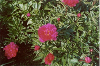 P. lactifl. Mölndals Röda