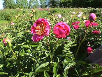 P. lactifl. Largo