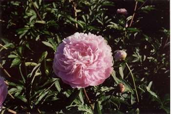 P. lactifl. Sarah Bernhardt