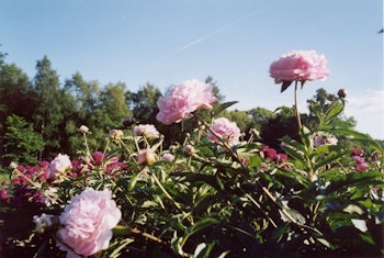 P. lactifl. Sarah Bernhardt