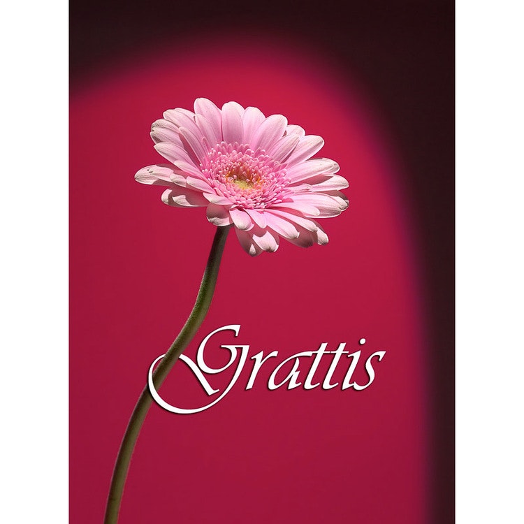 Grattis - Gerbera