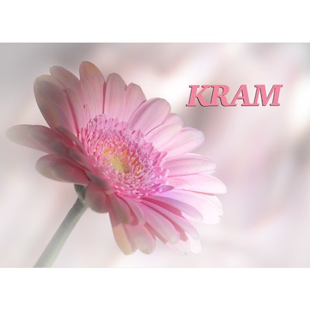 Kram - rosa gerbera