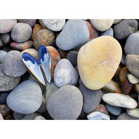 Hjärtformad mussla på stenstrand