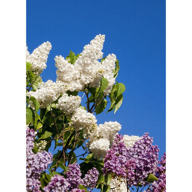 Vykort. Syren blommor. Foto: Per Johansson - Joanzon. Kortbutiken säljer detta vykort.