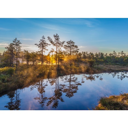 Tidig sommarmorgon