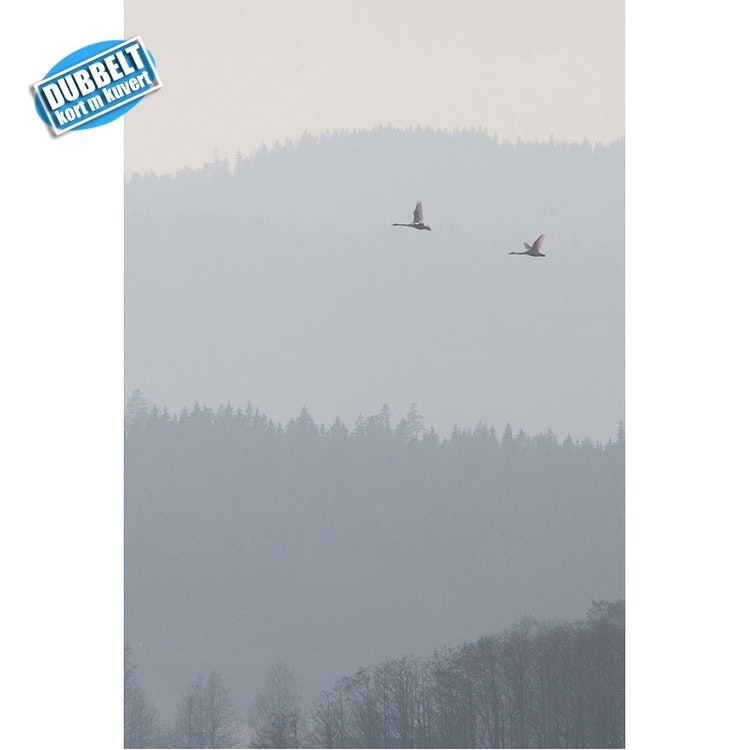 Dubbelt Vykort med kuvert  - Sångsvan i dimma.  Kondolians - Foto: Per Johansson - Joanzon. Kortbutiken säljer detta vykort.