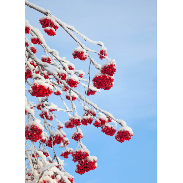 Julkort – Rönnbär i vinterskrud