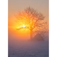 Julkort – Sol i trädkrona