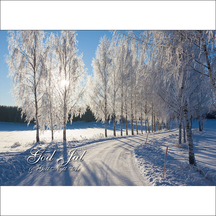 Julkort - Vinter Björkallé