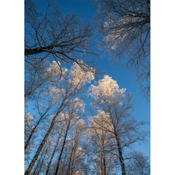 Träd mot blå himmel – Vinter