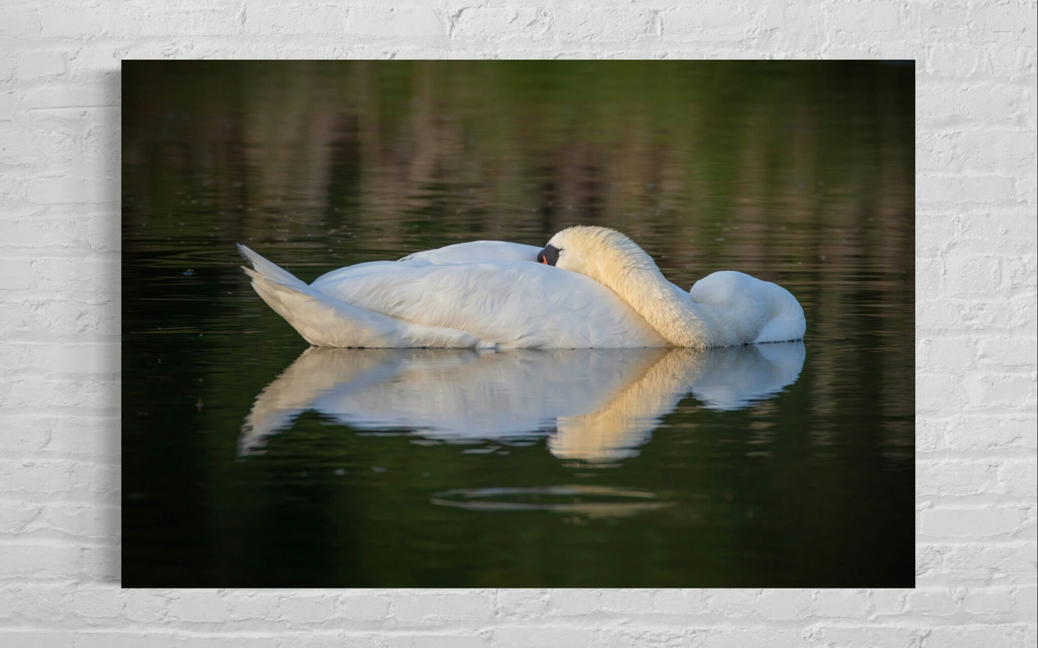 Sleeping Swan