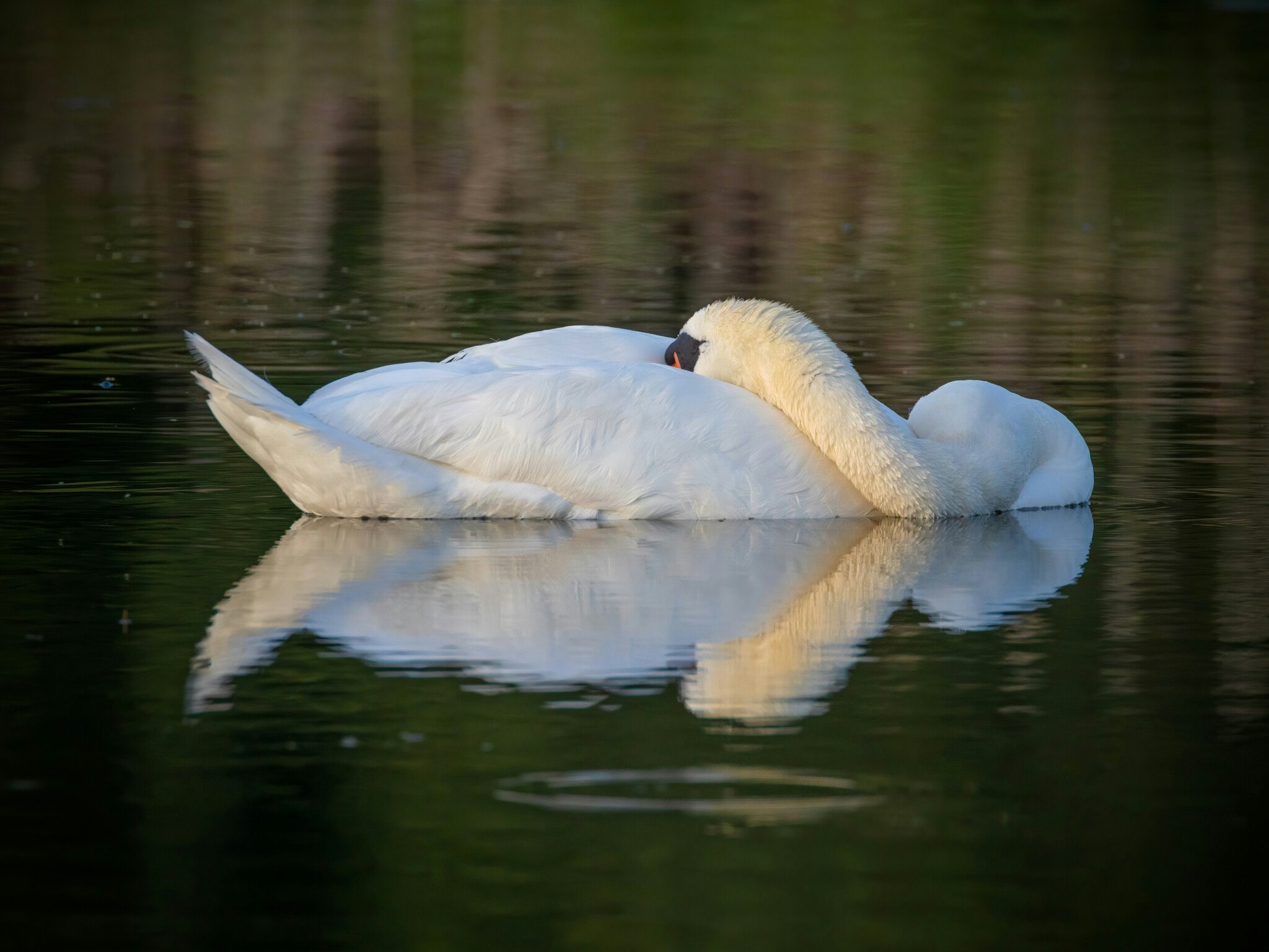 Sleeping Swan