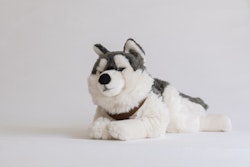Husky med sele