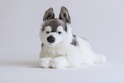 Husky