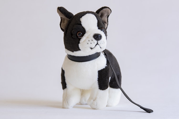 Boston Terrier