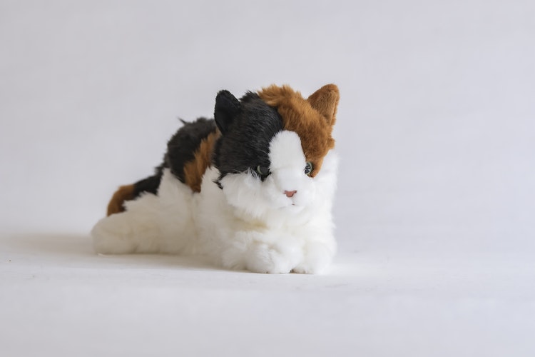 Bondkatt