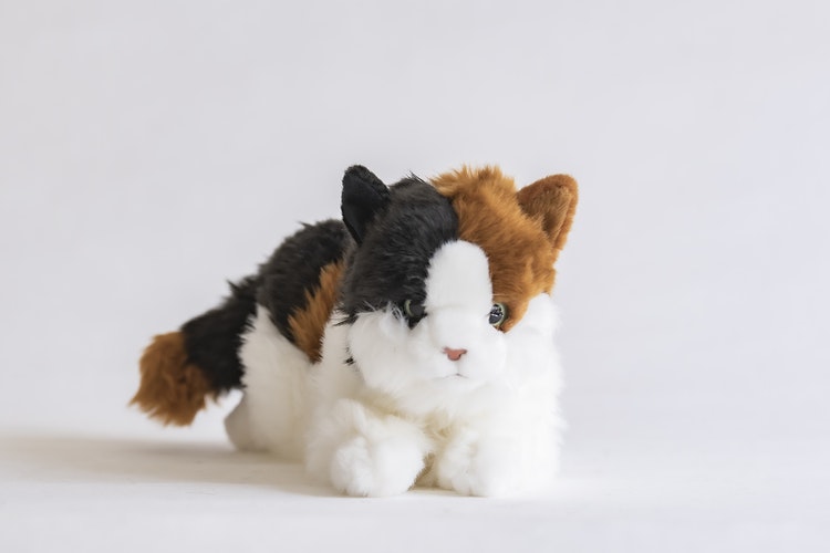 Bondkatt