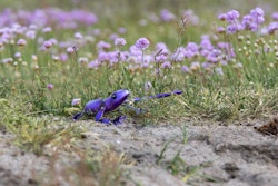 Gecko ödla  lila