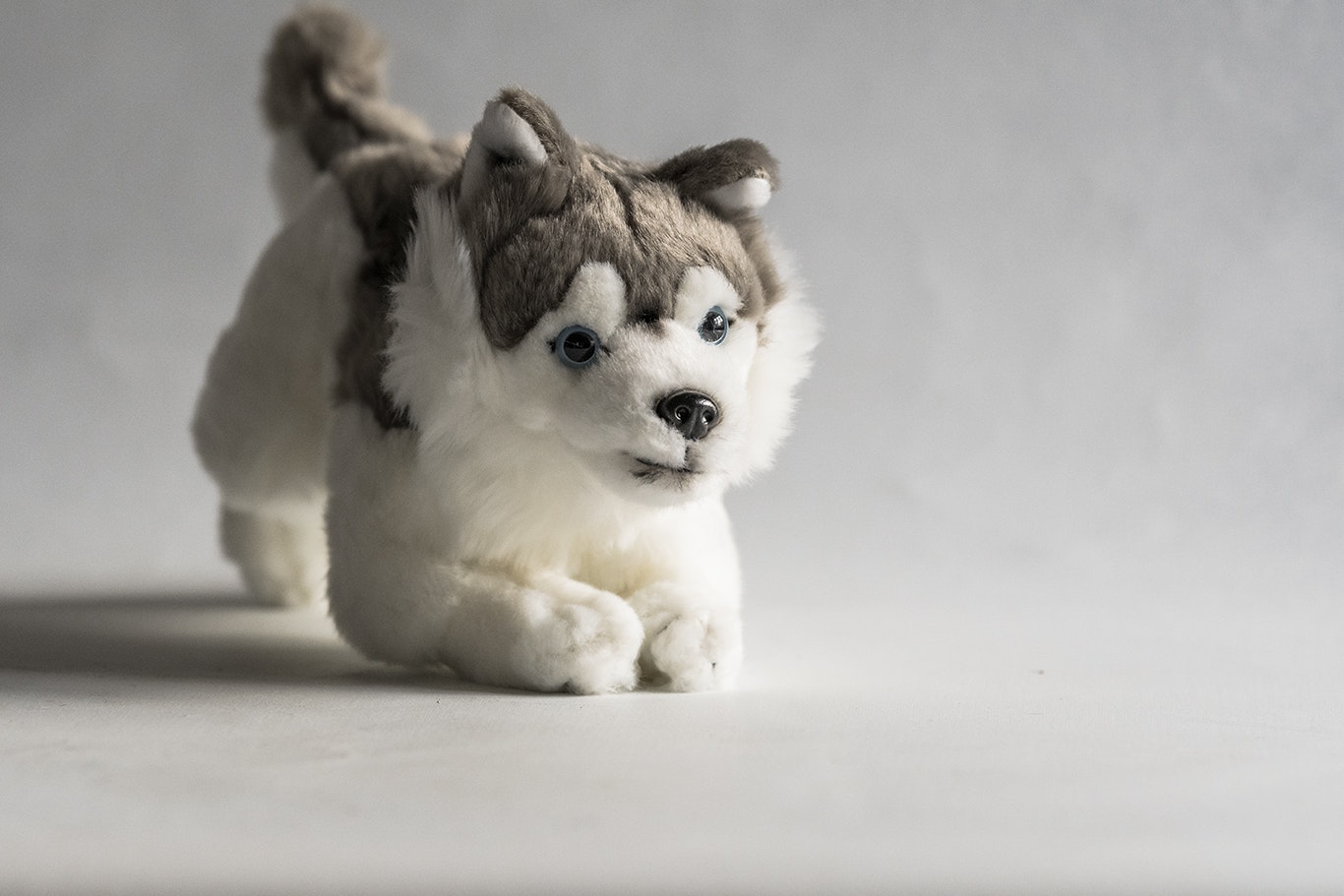 Husky