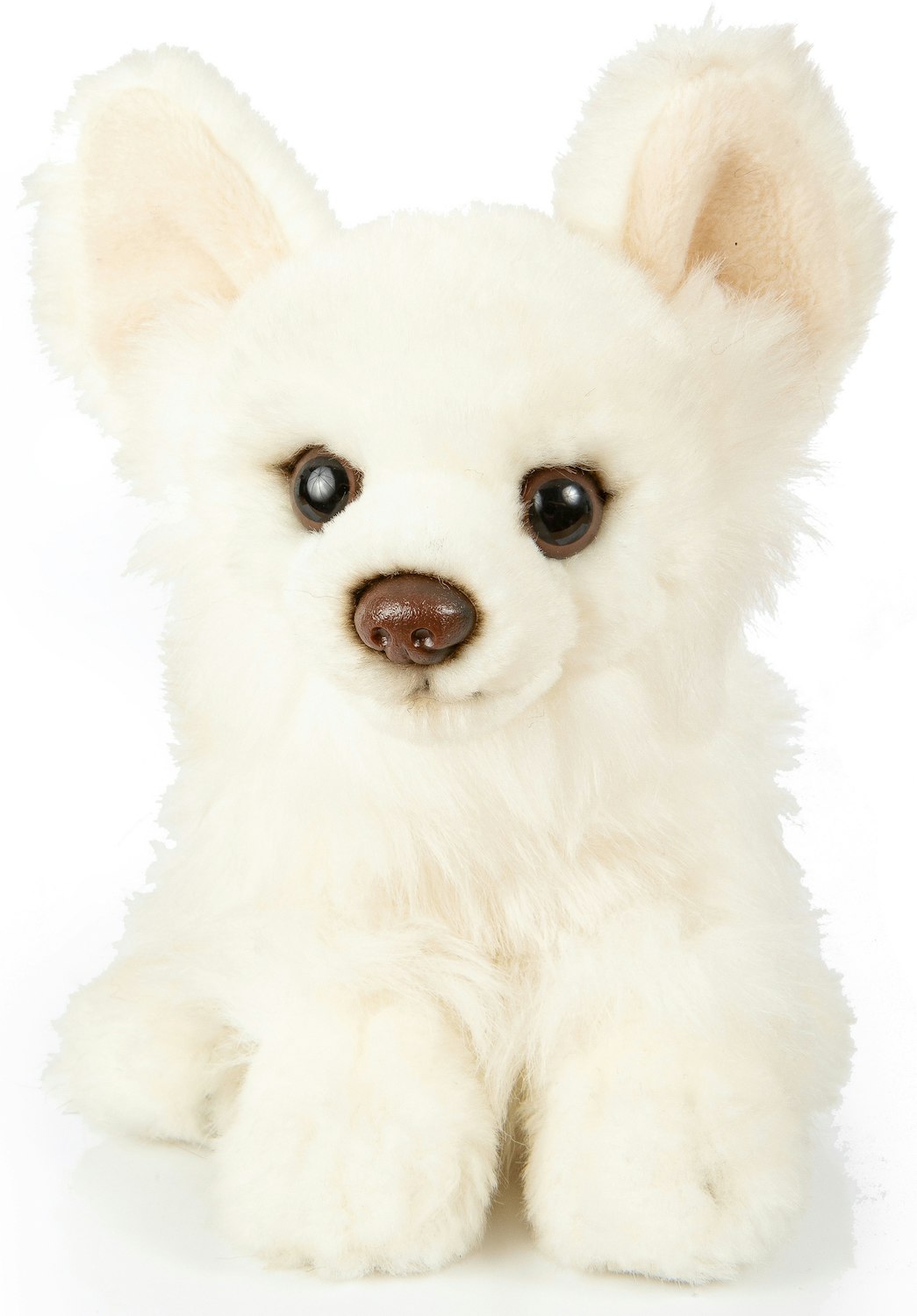 Chihuahua Vit