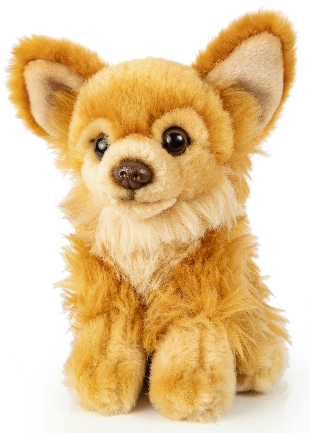 Chihuahua Brun