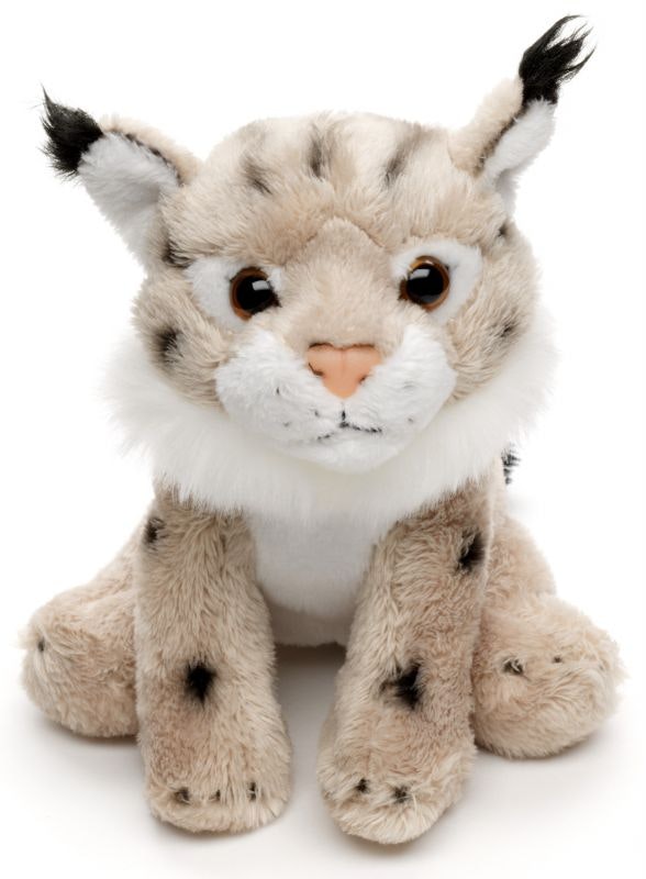 Lodjur Baby