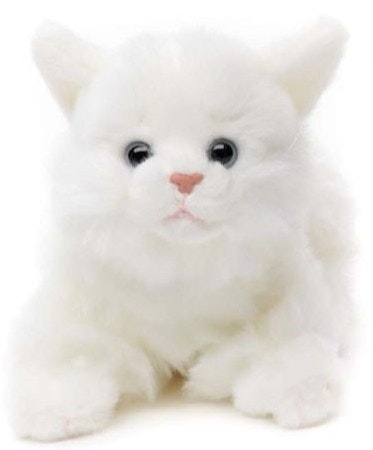 Katt liggande