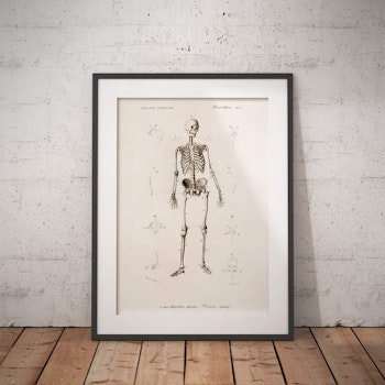 Mr Skeleton Poster