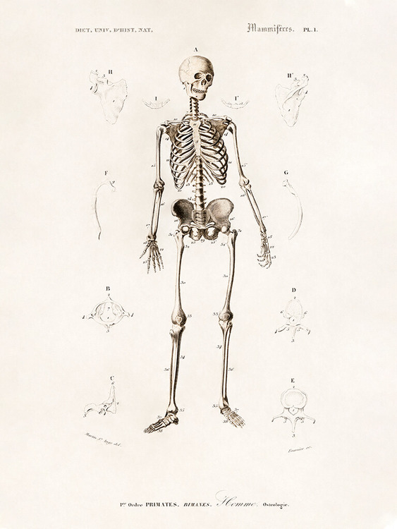 Mr Skeleton Poster