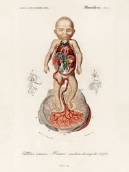 Fetus Poster