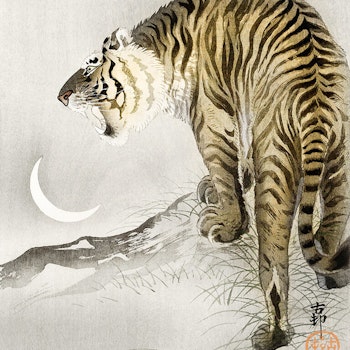 Tiger Poster