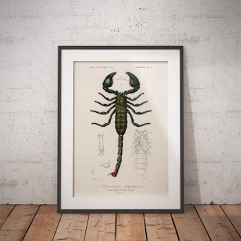 Scorpion Poster