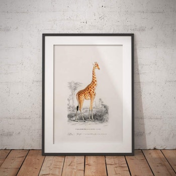 Giraffe Poster